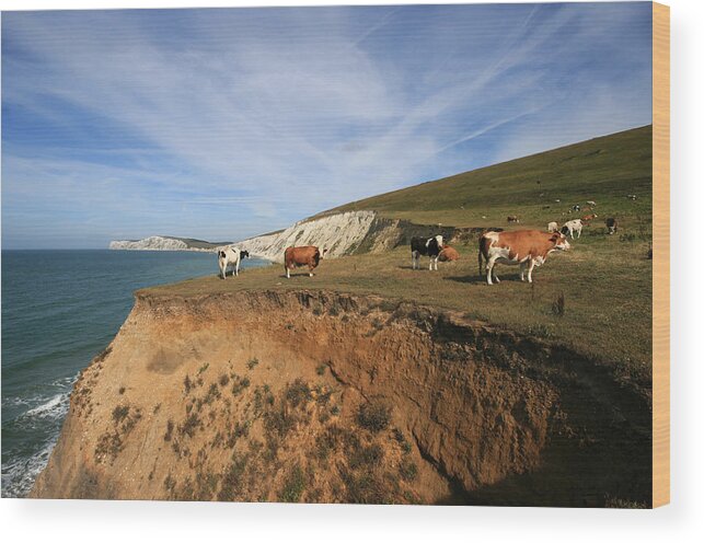 Grass Wood Print featuring the photograph Living on the edge - Stunt Cows on the cliffs by s0ulsurfing - Jason Swain