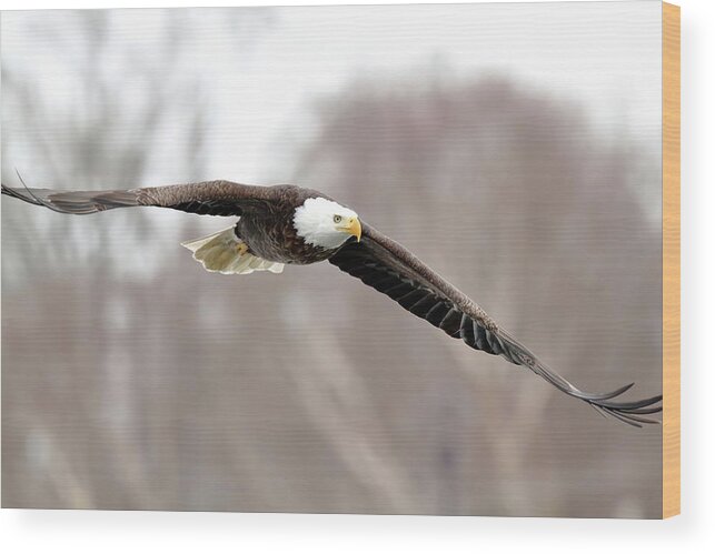 Bird Wood Print featuring the photograph Locked In by Lens Art Photography By Larry Trager