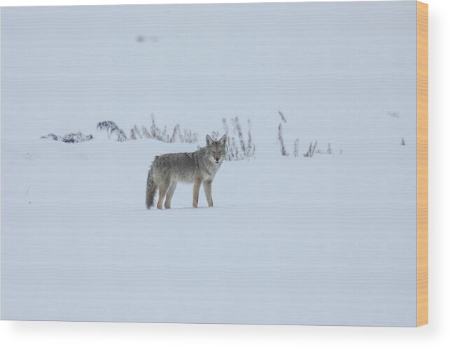 Coyote Wood Print featuring the photograph Lone coyote in the snow by Jeff Swan