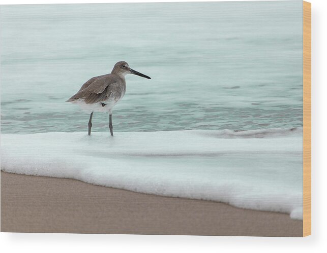 Beach Wood Print featuring the photograph Lone Wave Dancing Sandpiper by Blair Damson