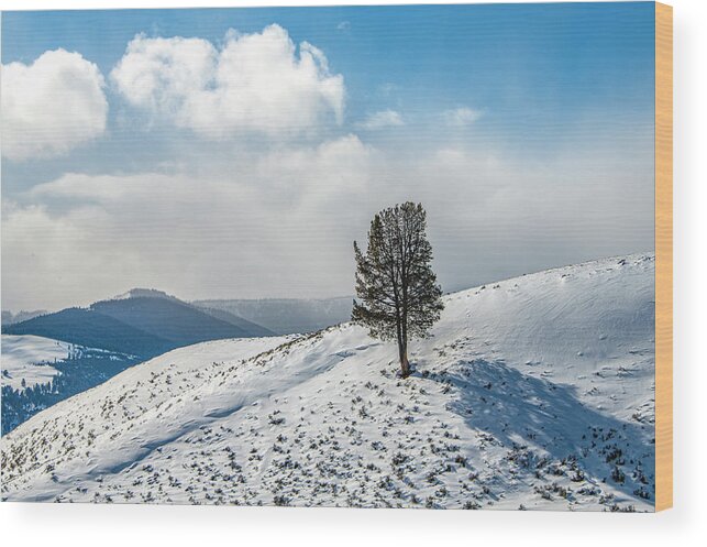 Wyoming Wood Print featuring the photograph Lone Tree Landscape, Yellowstone Winter by Marcy Wielfaert