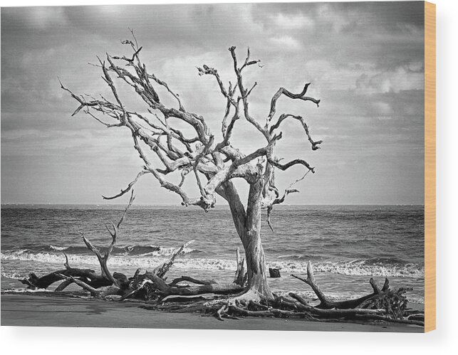 Driftwood Beach Wood Print featuring the photograph Lone Tree on Jekyll Island's Driftwood Beach 113 by Bill Swartwout