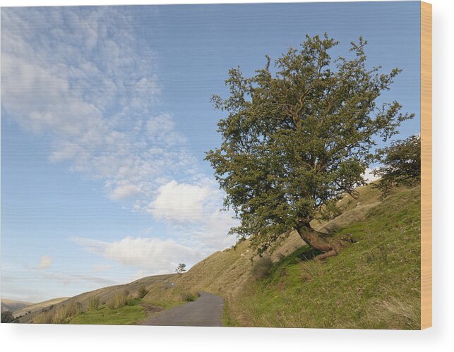 Tranquility Wood Print featuring the photograph Lonely tree in a remote are of the Breacon Beacons by Jorge Duarte Estevao