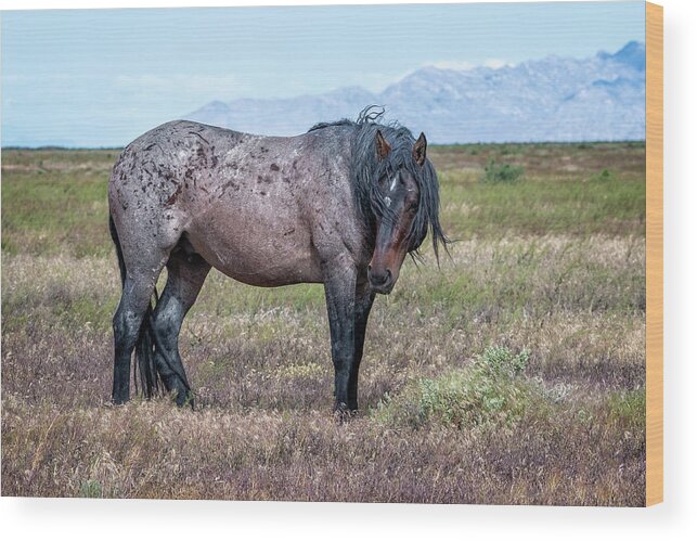 Horse Wood Print featuring the photograph Lonesome Joe by Jeanette Mahoney