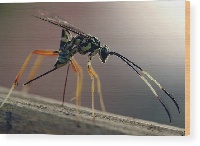 Insects Wood Print featuring the photograph Long Legged Alien by Jennifer Robin