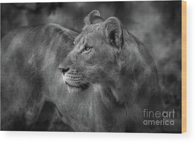 Lion Wood Print featuring the photograph Long Wait by Dheeraj Mutha