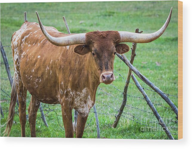 Longhorn Wood Print featuring the photograph Longhorn #1 by Vincent Bonafede