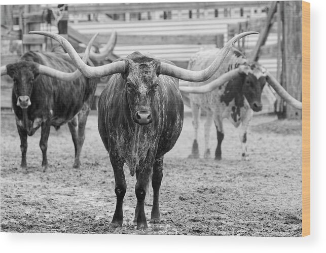 Texas Longhorn Wood Print featuring the photograph Longhorn Leader by Jonathan Davison