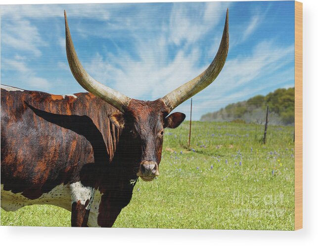 African Breed Wood Print featuring the photograph Longhorns by Raul Rodriguez