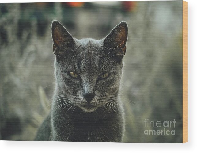 Sea Wood Print featuring the photograph Look Into My Eyes by Michael Graham