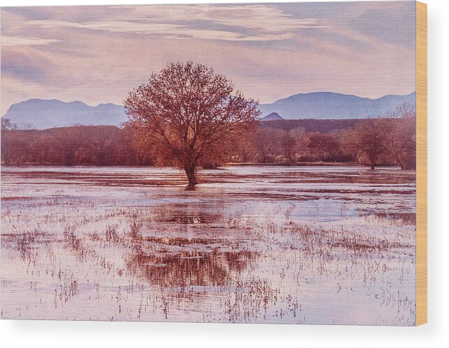 Pink Wood Print featuring the photograph Looking at the Bosque through Rose Colored Eyes by Mary Lee Dereske