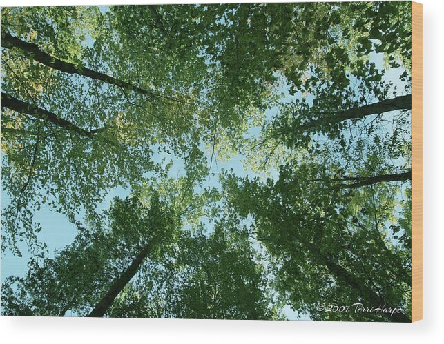 Trees Wood Print featuring the photograph Looking Up by Terri Harper