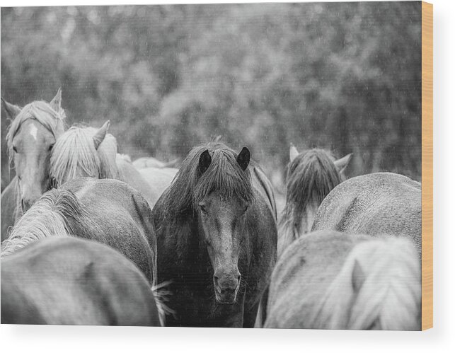 Photographs Wood Print featuring the photograph Lost in a crowd II - Horse Art by Lisa Saint