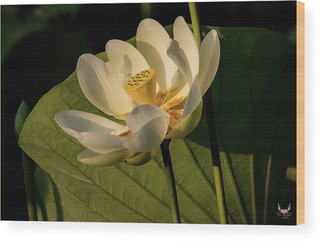 Morning Wood Print featuring the photograph Lotus Flower in Morning Light by Pam Rendall
