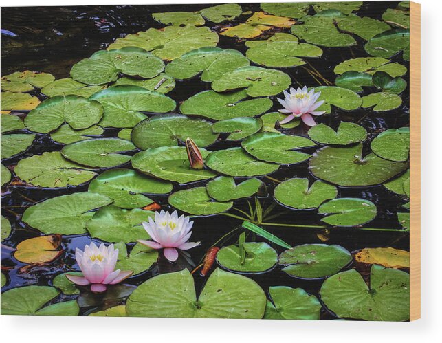 Water Wood Print featuring the photograph Lovely Water Lily Pads by Robert Blandy Jr