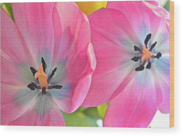 Tulips Wood Print featuring the photograph Luminous Tulips by Michele Myers