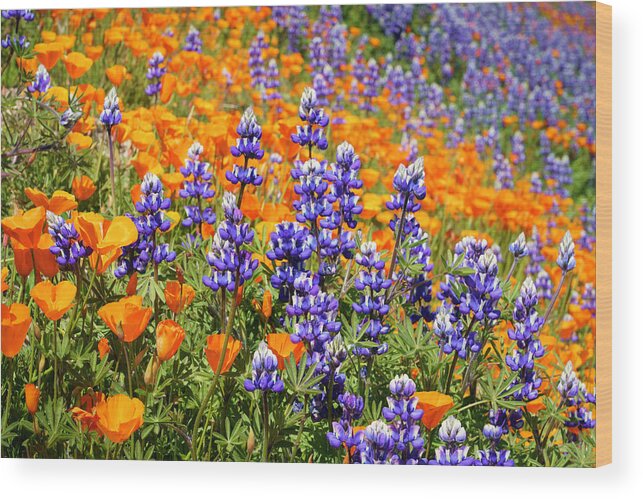 Wildflowers Wood Print featuring the photograph Lupine and California Poppies Wildflowers 15 by Lindsay Thomson
