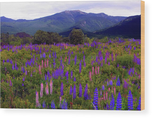 Lupine Wood Print featuring the photograph Lupine Field in Franconia Range by Wayne King