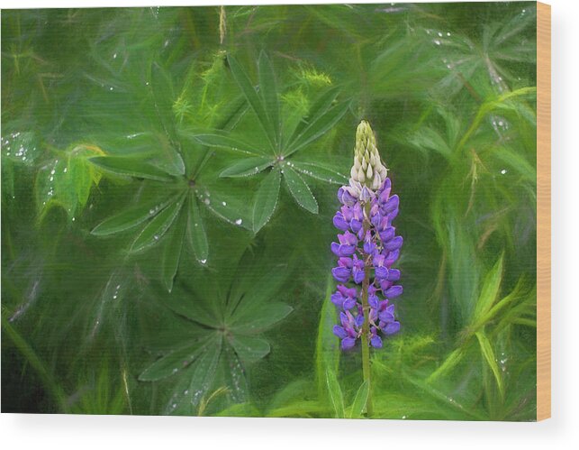 Lupine Wood Print featuring the photograph Lupine Spire Woven in Purple and Pink by Wayne King