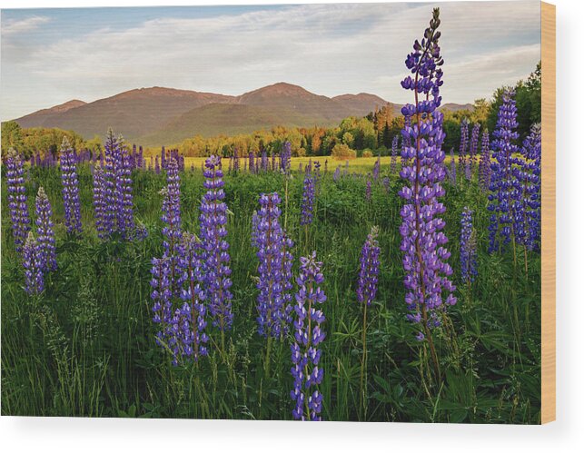 Lupine Wood Print featuring the photograph Lupines of the White Mountains in New Hampshire I by William Dickman
