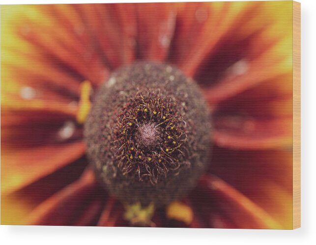 Arboretum Wood Print featuring the photograph Macro Photography - Black-Eyed Susan by Amelia Pearn