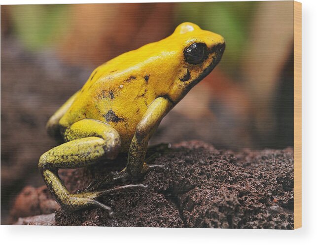 Zurich Wood Print featuring the photograph Macro picture of golden poison dart frog by Picture by Tambako the Jaguar