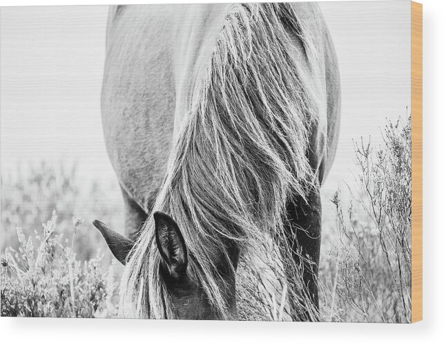 Photographs Wood Print featuring the photograph Madison II - Horse Art by Lisa Saint