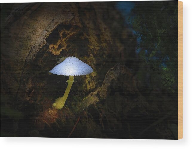 Mushrooms Wood Print featuring the photograph Magic Mushroom by Mark Andrew Thomas