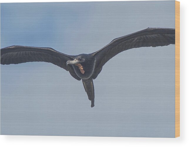 Frigatebird Wood Print featuring the photograph Magnificent Frigatebird by CR Courson