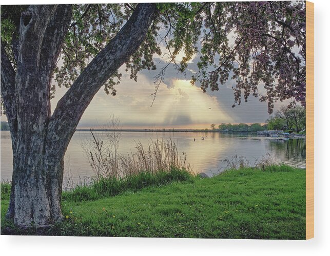 Monona Wood Print featuring the photograph Magnificent Monona Bay Morning - flowering cherry tree at sunrise over bay by Peter Herman