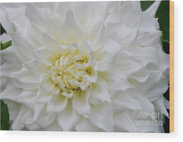 British Columbia Wood Print featuring the photograph Magnificent White Dahlia by Nancy Gleason