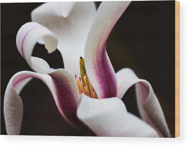 Magnolia Wood Print featuring the photograph Magnolia Bloom by Carrie Hannigan