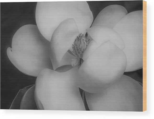 Magnolia Wood Print featuring the photograph Magnolia Blossom 5 by Connie Carr