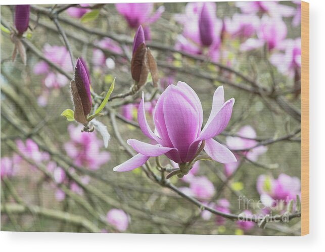 Magnolia Eleanor May Wood Print featuring the photograph Magnolia Eleanor May Tree Flower in Spring by Tim Gainey