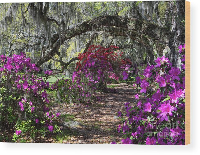 Magnolia Plantation Wood Print featuring the photograph Magnolia Plantation Path under the Oaks - Charleston South Carolina by Dale Powell