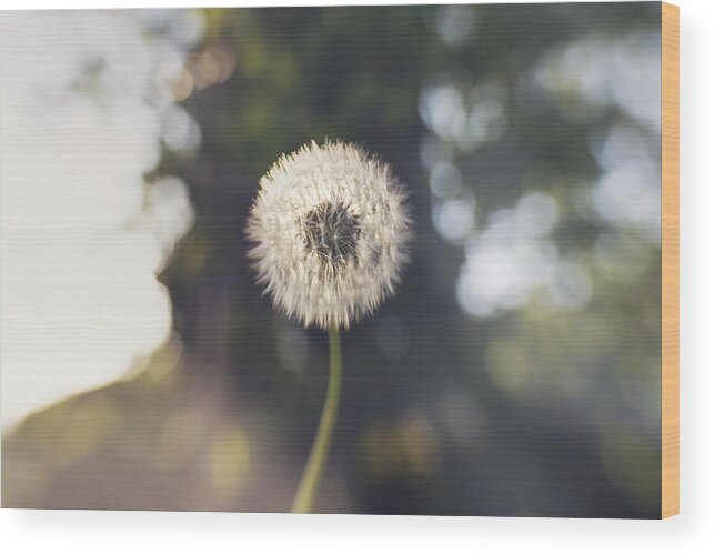 Dublin Wood Print featuring the photograph Make a wish... by Catherine MacBride