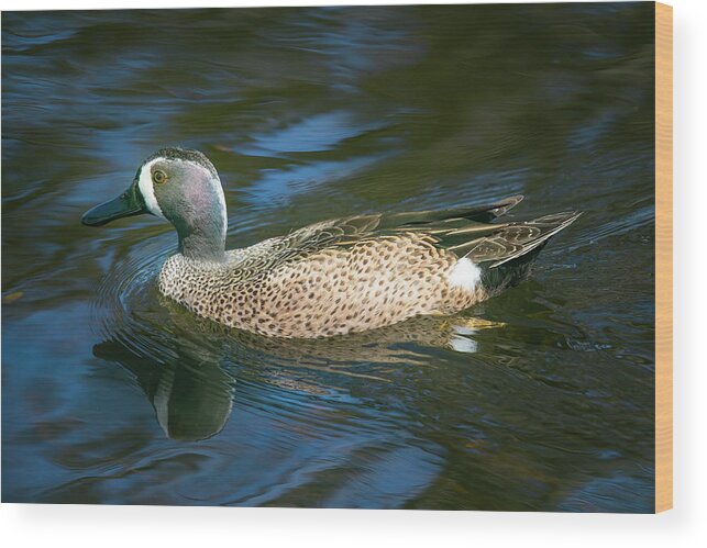 Blue Winged Teal Wood Print featuring the photograph Male Blue Winged Teal by Mark Andrew Thomas