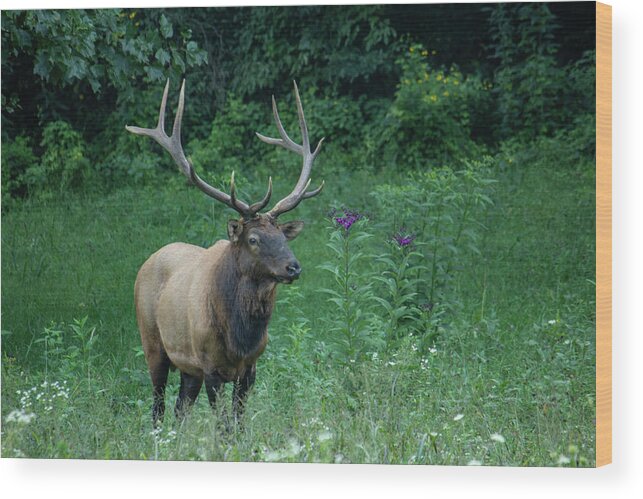 Elk Wood Print featuring the photograph Male Elk by Cindy Robinson