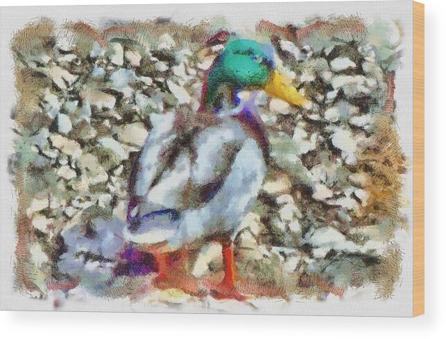 Mallard Wood Print featuring the mixed media Male Mallard Duck by Christopher Reed