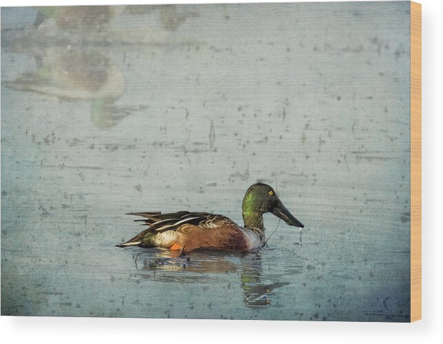 Northern Shoveler Wood Print featuring the photograph Male Northern Shoveler and Company by Belinda Greb