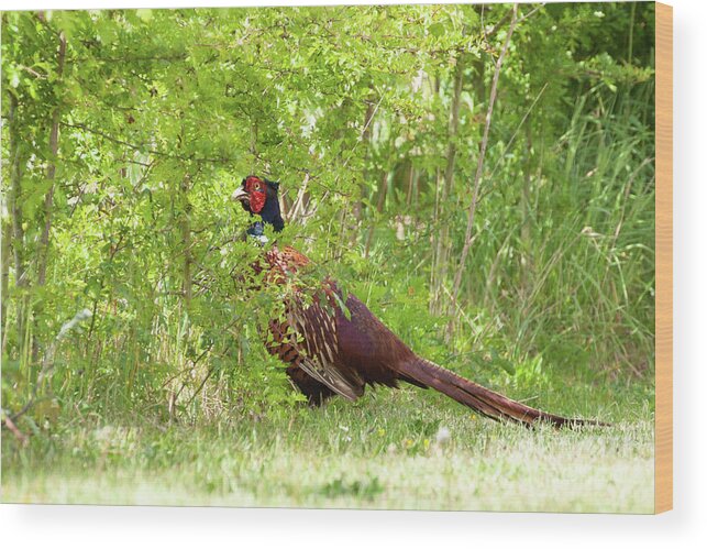 Norfolk Wood Print featuring the photograph Male pheasant walking through a hedge close up by Simon Bratt