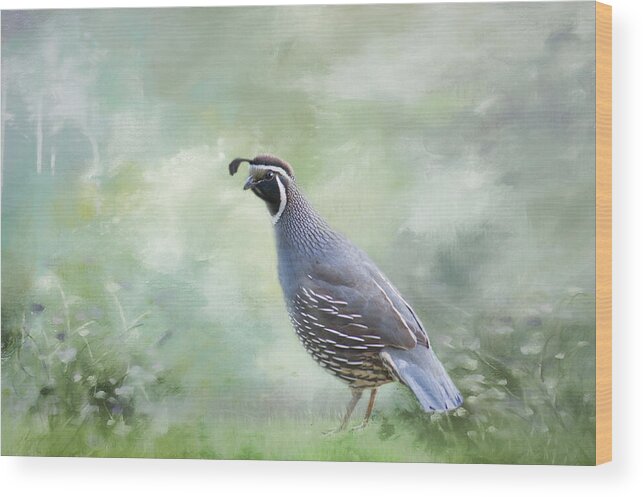 Quail Wood Print featuring the photograph Quail in Spring by Marilyn Wilson