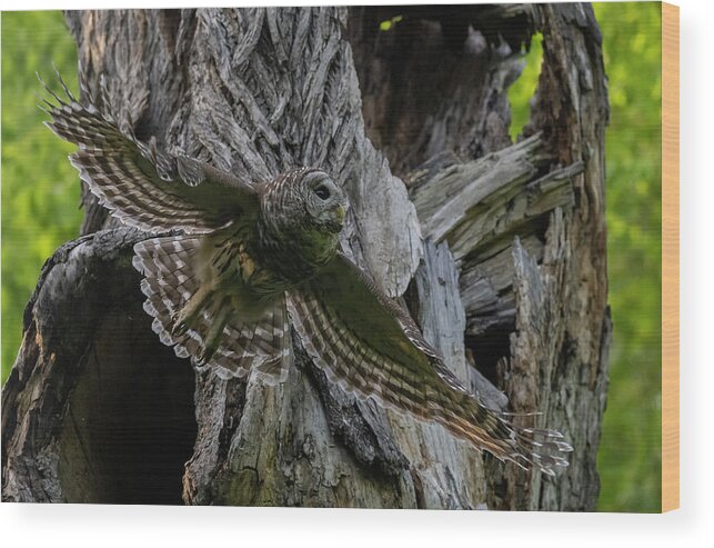 Cute Owlet Wood Print featuring the photograph Mama Barred owl Hunting by Puttaswamy Ravishankar