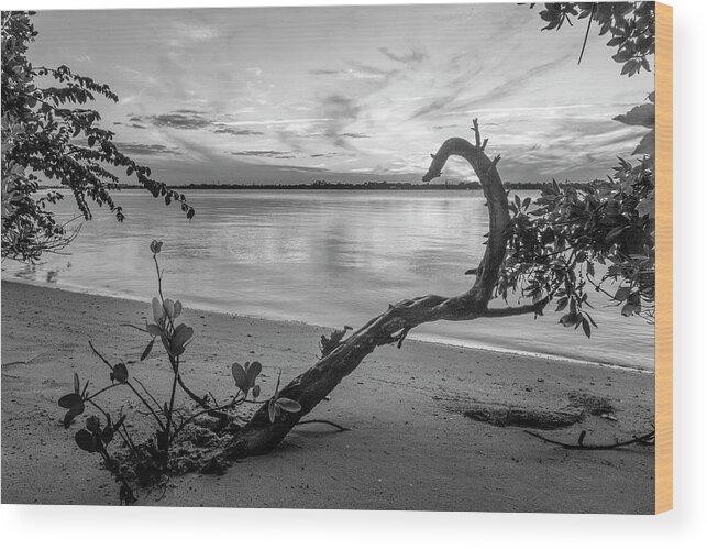 Black Wood Print featuring the photograph Mangroves Black and White by Debra and Dave Vanderlaan
