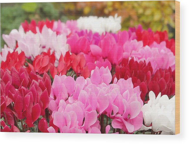 Cyclamen Wood Print featuring the photograph Many Cyclamen by Maria Meester