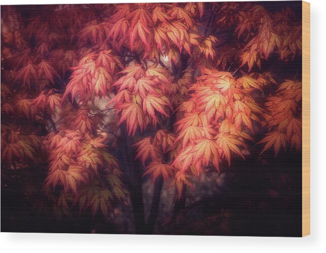 Maple Wood Print featuring the photograph Maple Foliage by Philippe Sainte-Laudy