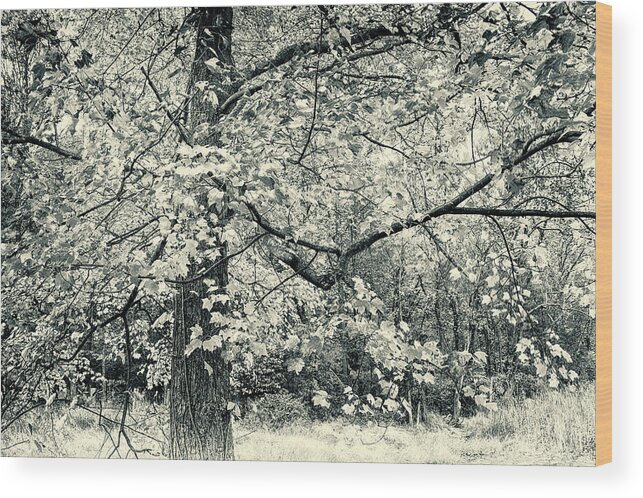 Black And White Wood Print featuring the photograph Maple Monarch by Carol Senske