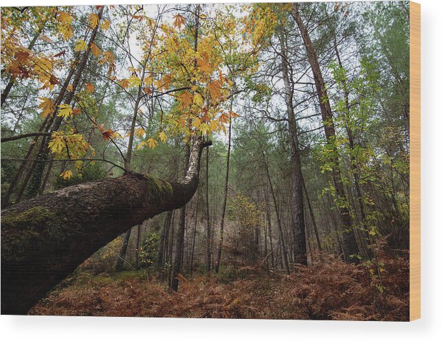 Autumn Wood Print featuring the photograph Maple tree with yellow leaves in autumn in a forest . Troodos Cyprus by Michalakis Ppalis