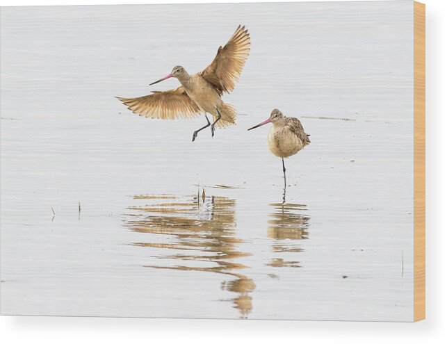  Wood Print featuring the photograph Marbled Godwit by Jim Miller