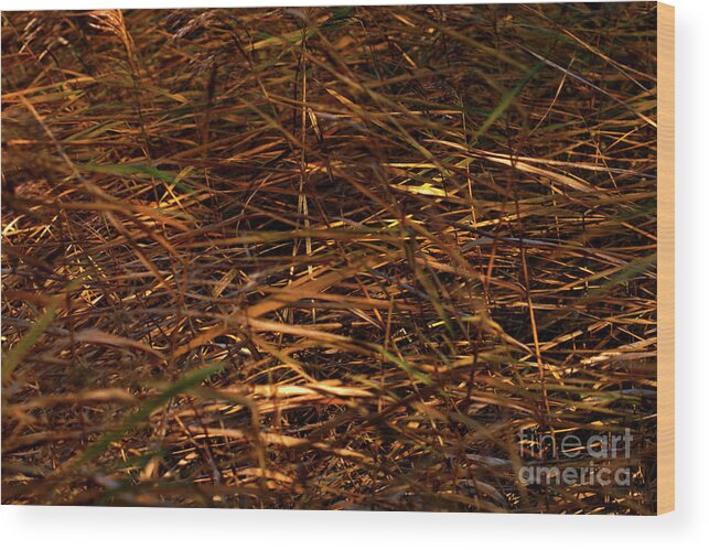 Abstract Wood Print featuring the photograph Marsh Grasses in the breeze by Stephen Melia